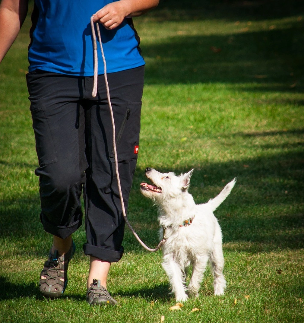 Un éducateur canin réalisant une séance d'éducation canine, de la marche en laisse, avec un chien blanc extrèmement attentif qui le regarde